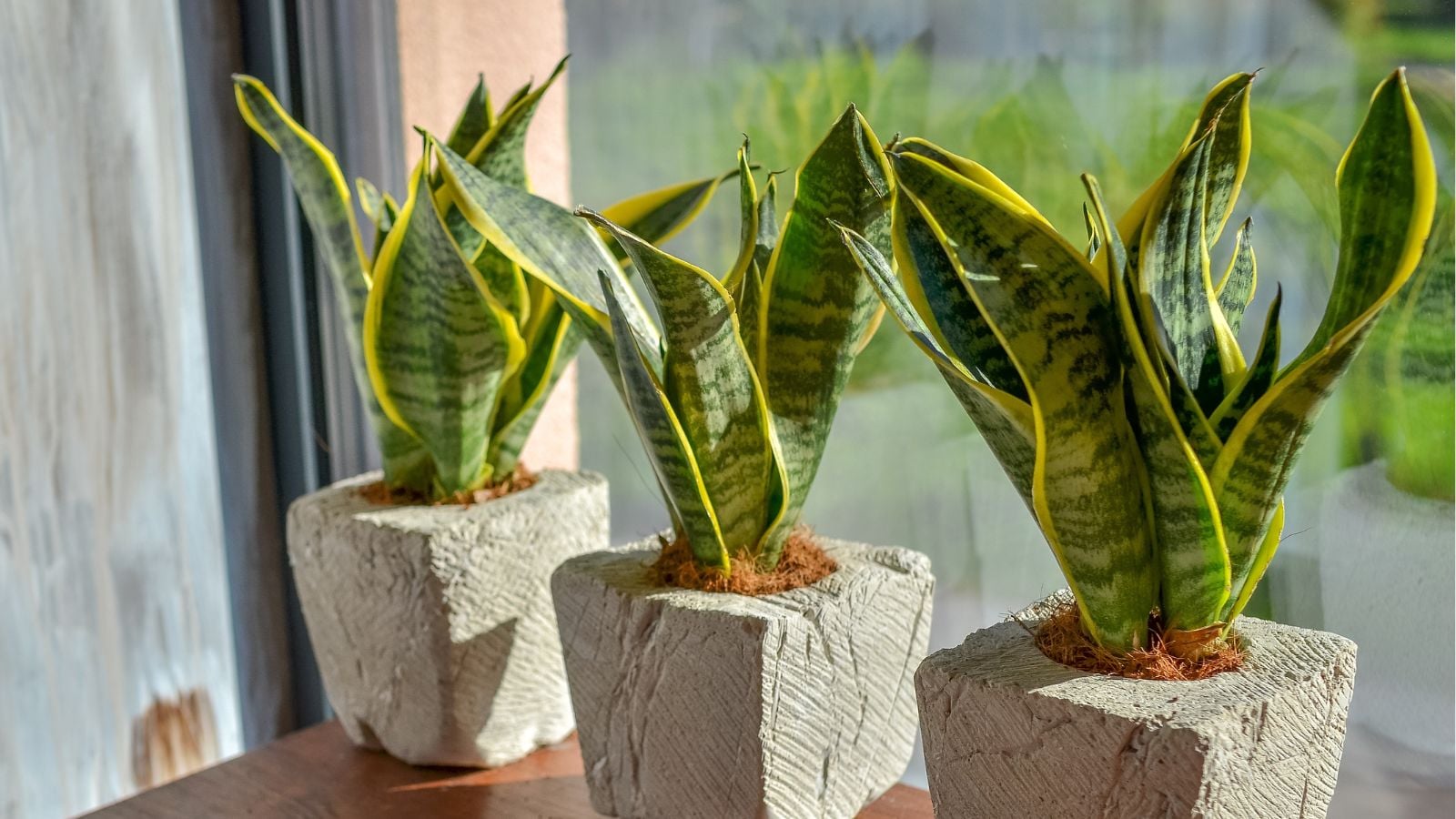 Potted snake plants.