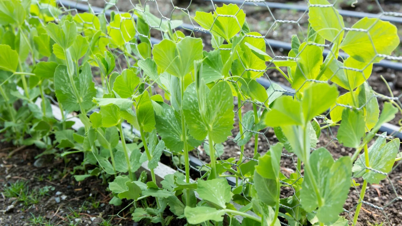 Snap peas growing up a chicken wire trellis