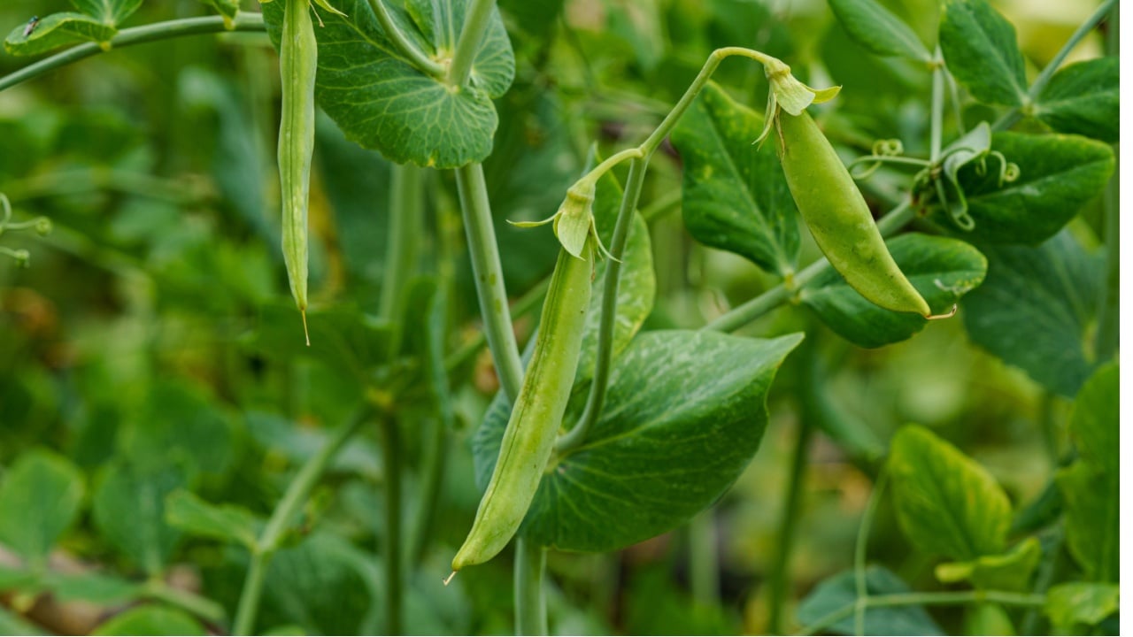 Snow peas with large beans in the field