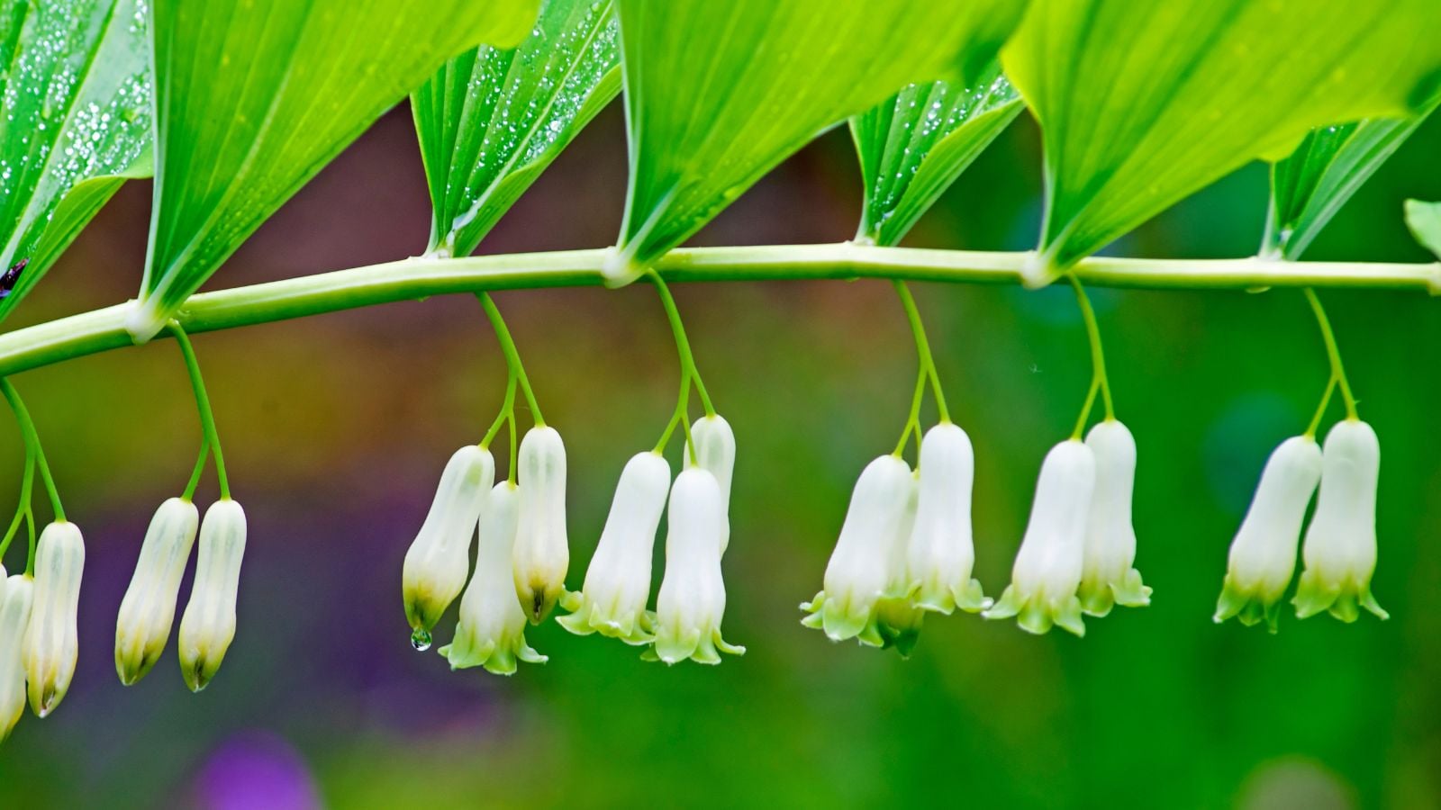 solomon's seal flowers.