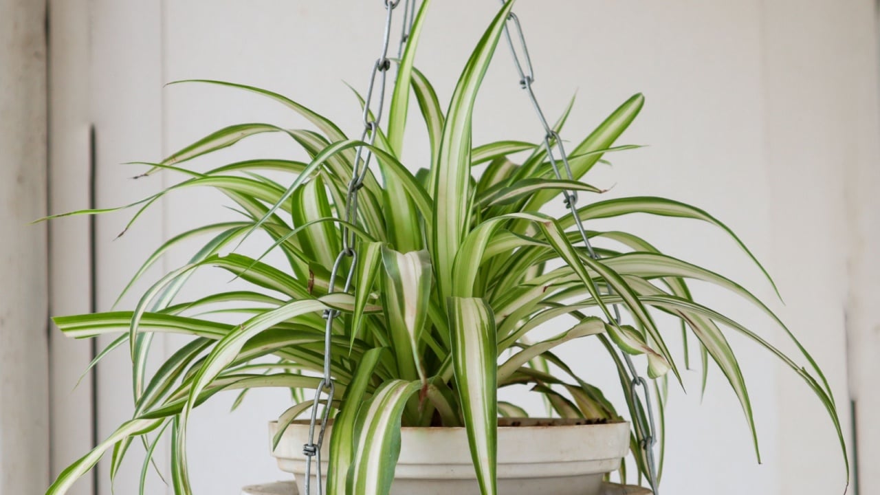 Beautiful Spider Plant hanging from a Ceramic planter