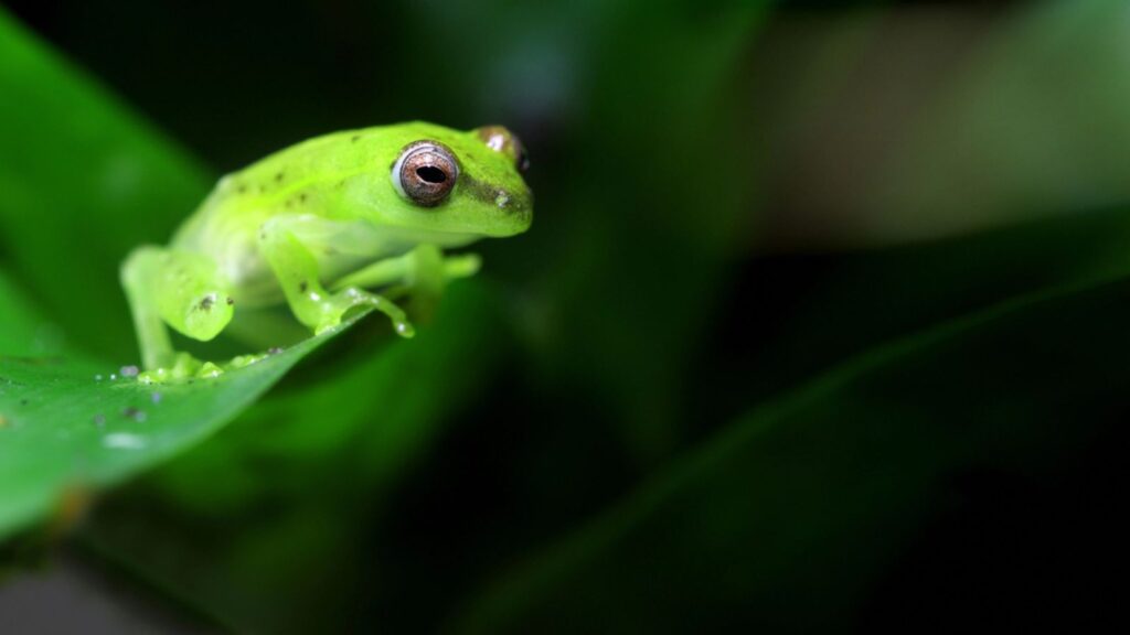 Spotted Emerald Glass Frog