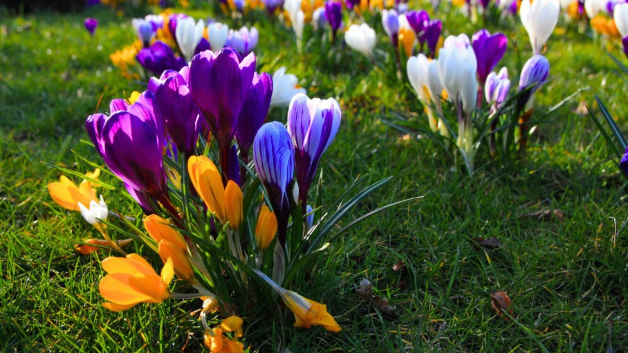 Spring crocus (Crocus vernus) blooming in the garden, on a meadow, in impressive color groups
