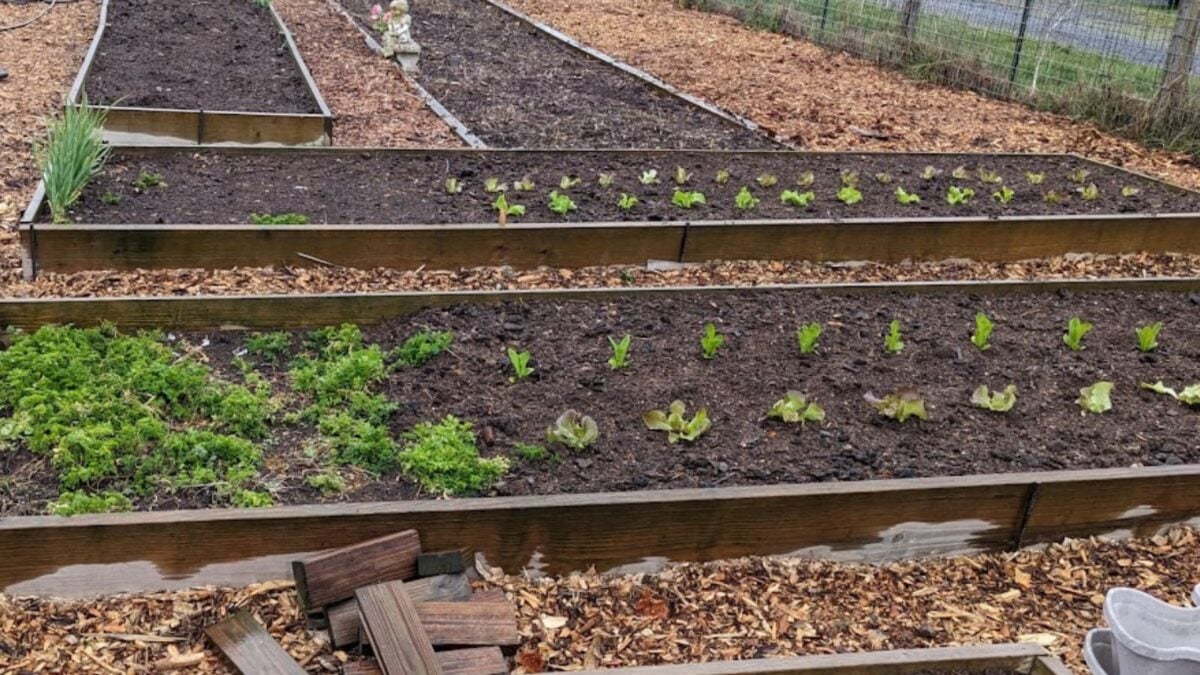 spring vegetables in the garden: lettuce, parsley, garlic and onions.