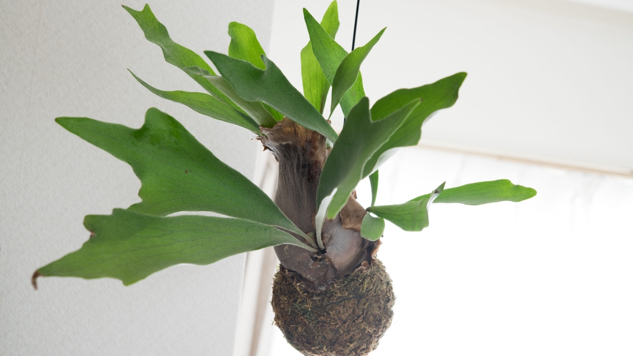 Platycerium hanging from the ceiling