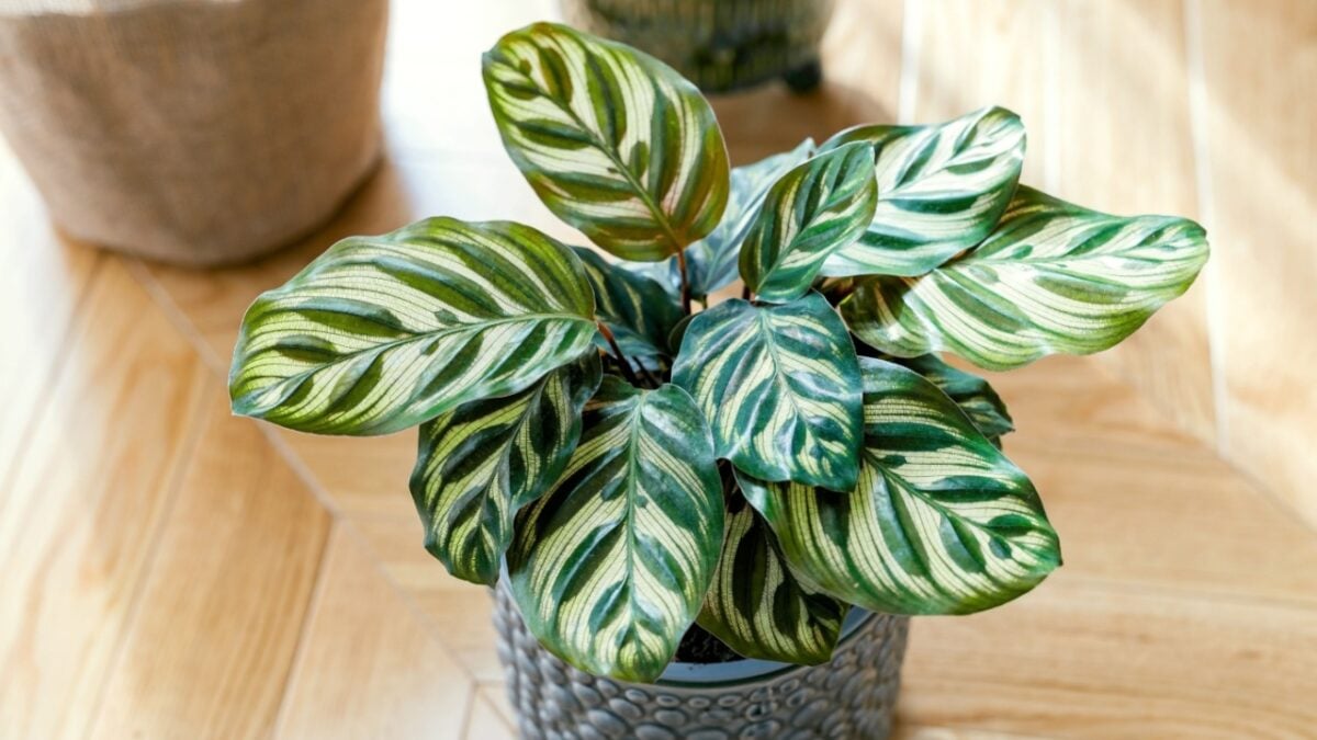 Stock Photo ID: 2221039849

Calathea makoyana (known as peacock calathea, the peacock plant, prayer plant) growing indoors