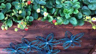 Strawberries growing in a wooden container