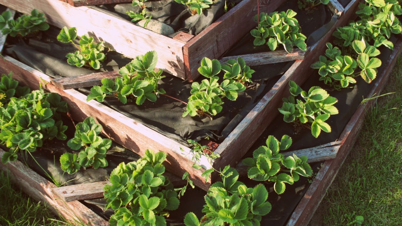 Strawberries in raised garden bed.