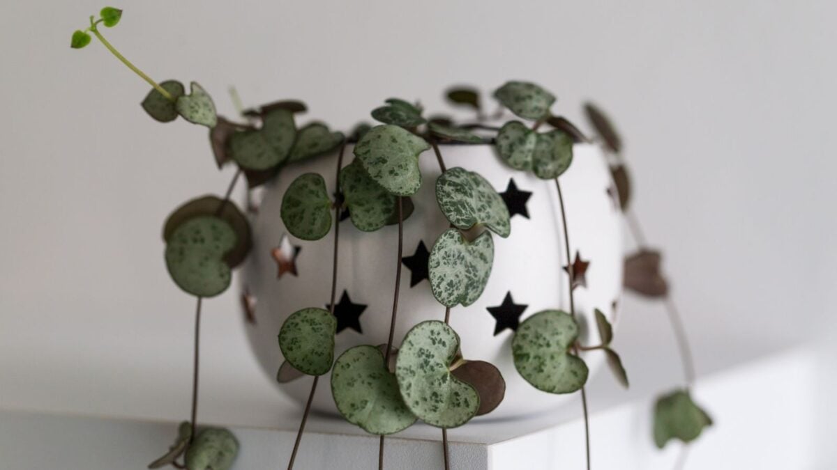 String of hearts in a rounded white planter with star-shaped holes.