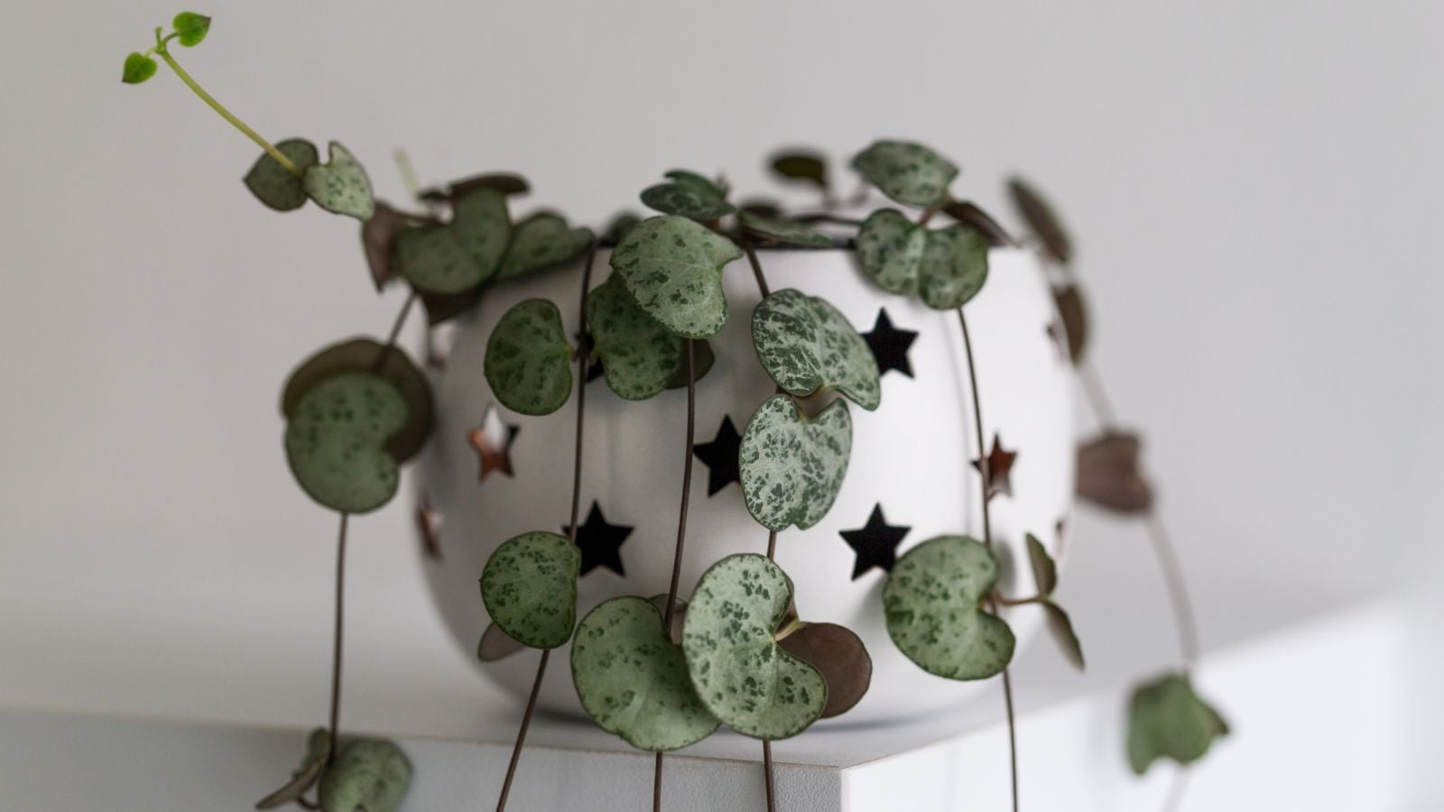 String of hearts in a rounded white planter with star-shaped holes.