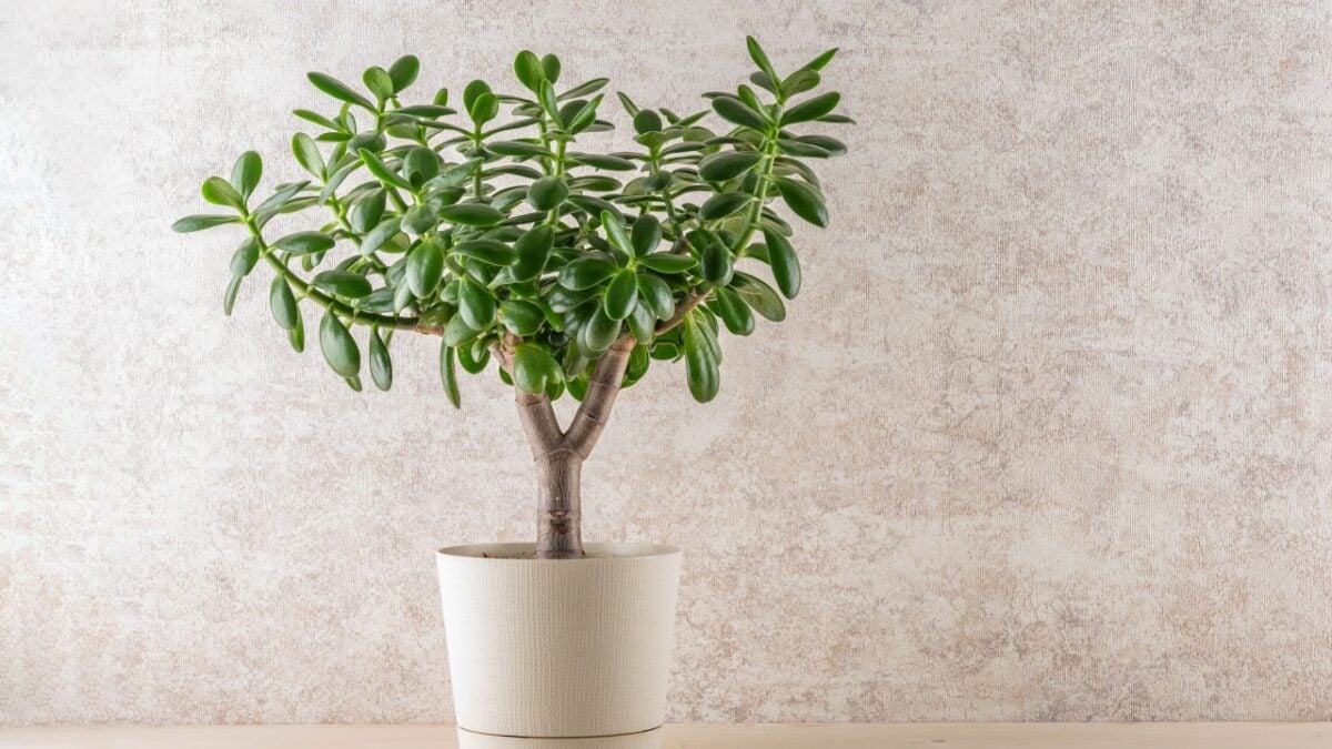 Succulent houseplant Crassula ovata in a pot on a wooden shelf.