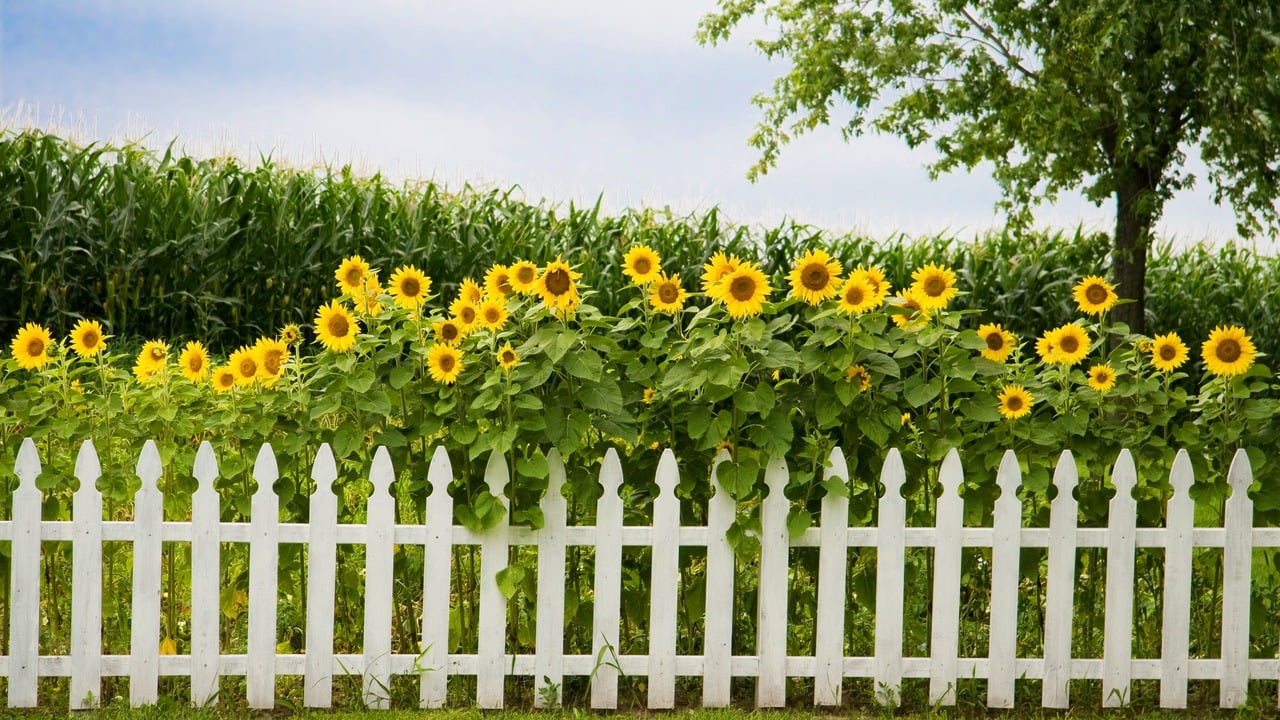 Sunflowers over the fence.