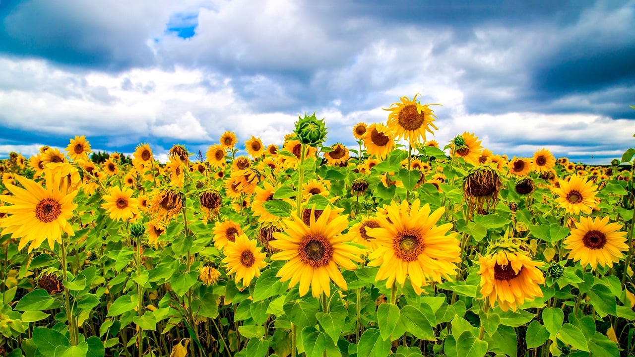 sunflower-field (1)