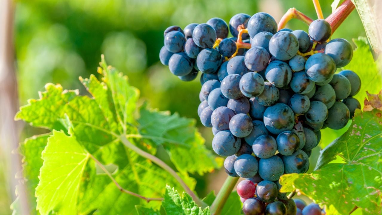 Sweet and tasty blue grape bunch on the vine with free space copyspace