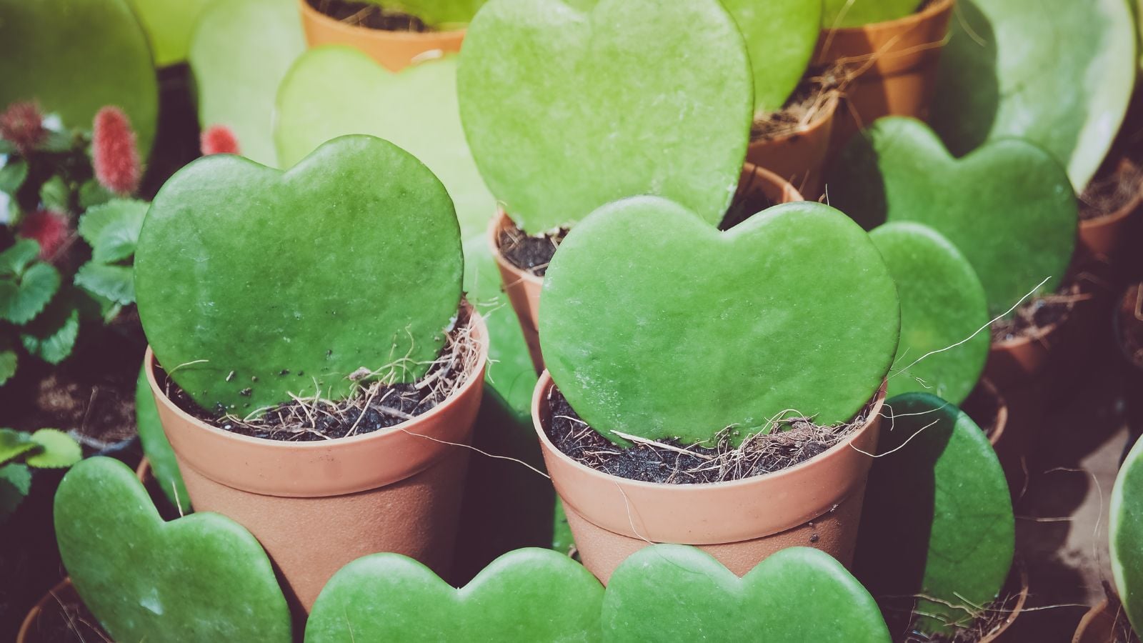 sweet hoya heart shaped succulent.