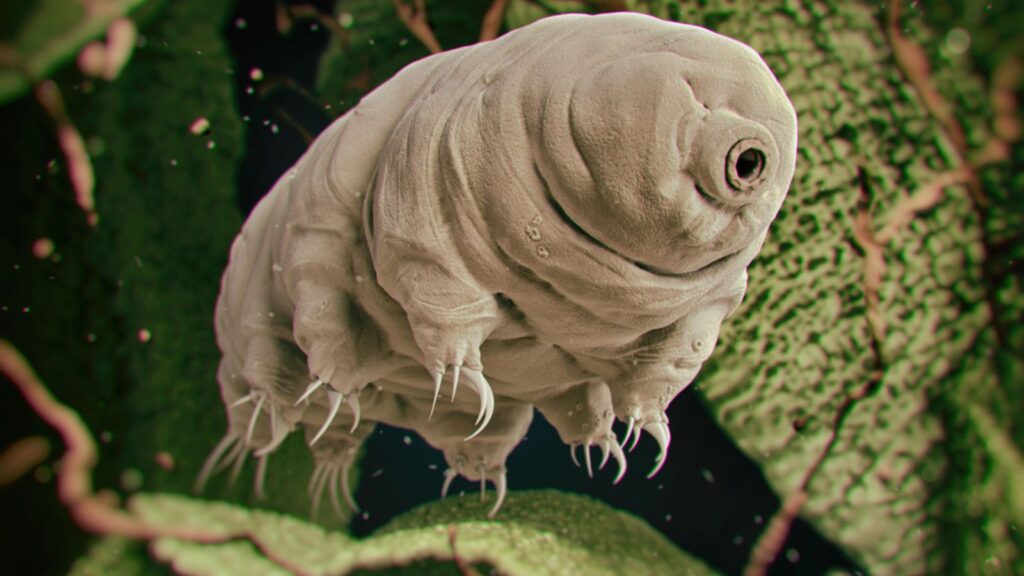 Tardigrade