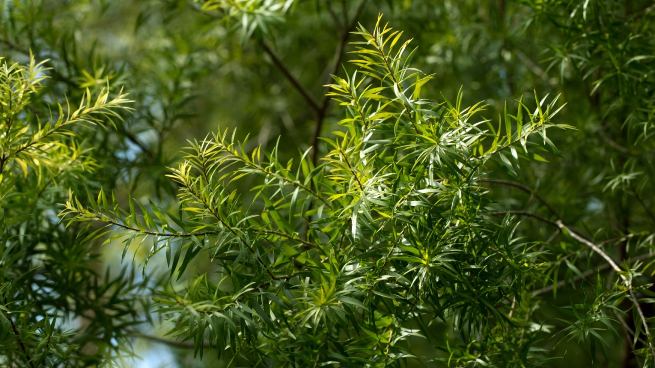 Narrow-leaved tea-tree's lush leaves (Melaleuca alternifolia)
