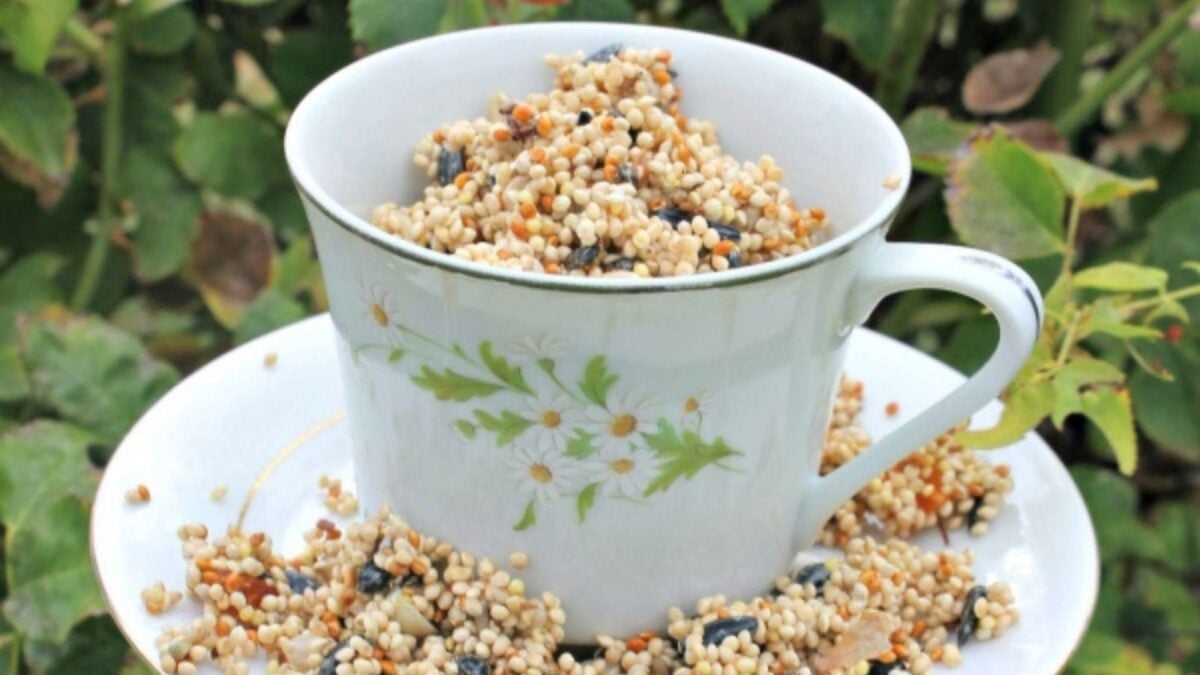 teacup and saucer bird feeder. 