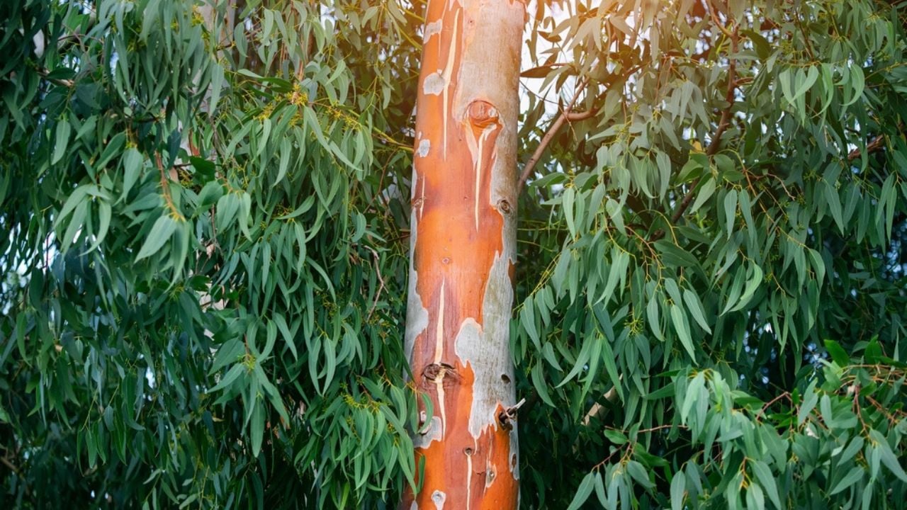 The eucalyptus tree is one of the most famous endemics of Australia. The red trunk and leaves contain various chemicals used in medicine.