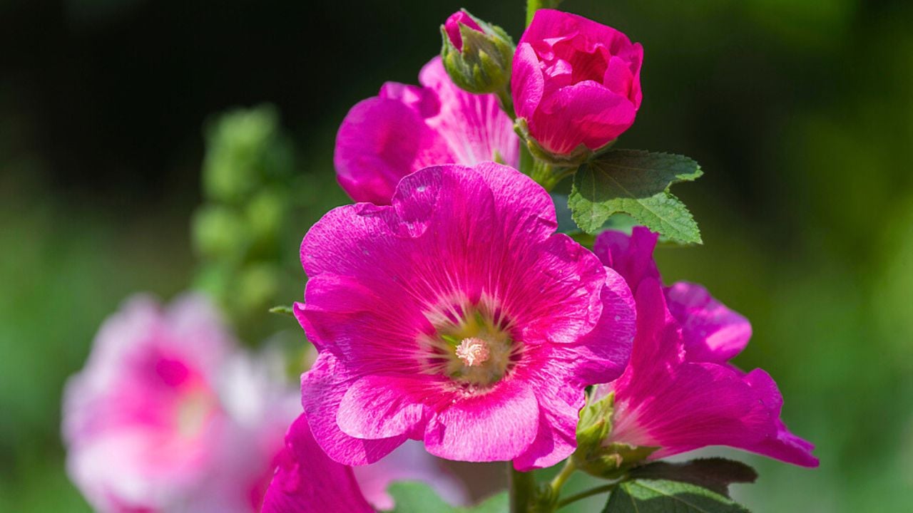 The hollyhock growing in a garden. Red pink Flower of a hollyhock close up on green blurring background.