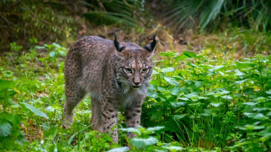 The Iberian lynx, Lynx pardinus