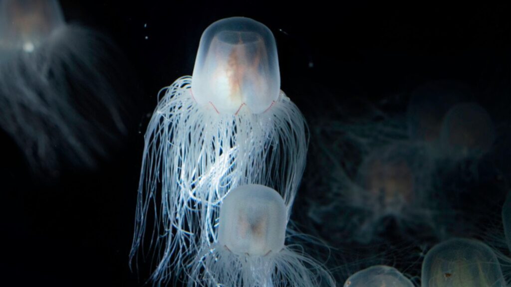 The Sea Wasp - Immortal Jellyfish