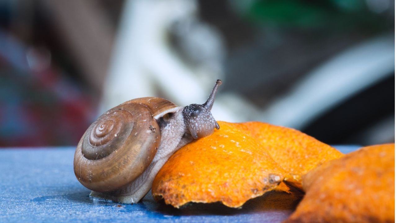 The snail clung to the orange peel and was eating. All on a blue and the background is blurred