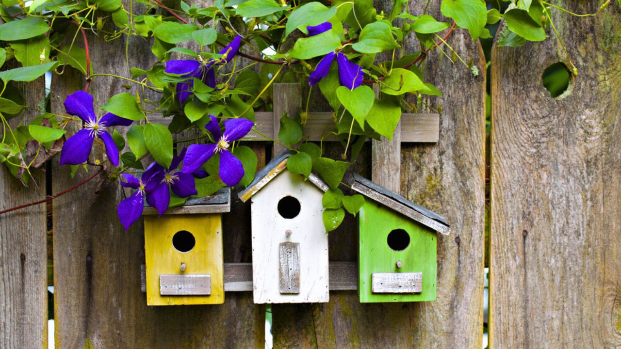 Three cute little birdhouses on rustic wooden fence with purple Clematis plant growing on them