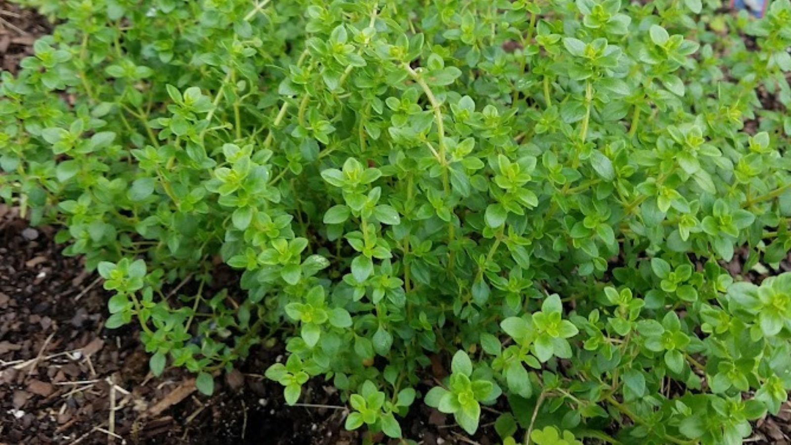 thyme growing in a raised bed.