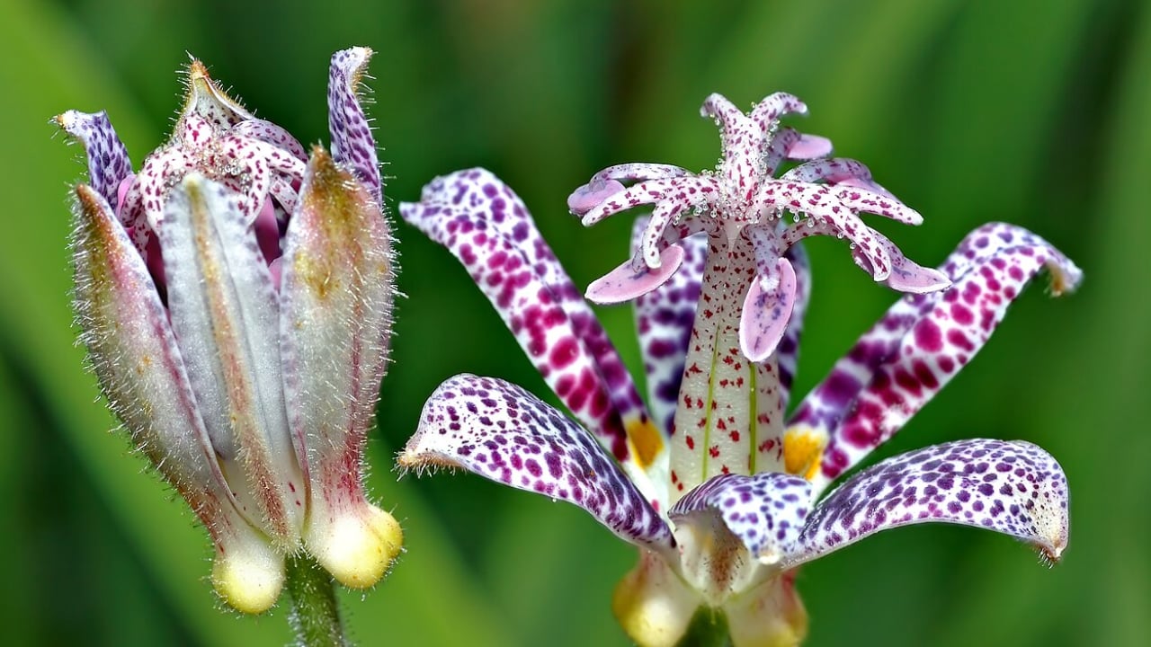 Toad Lily