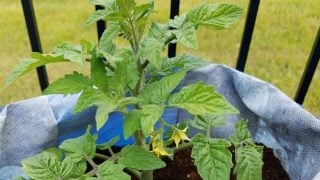 tomato planted in a grow bag