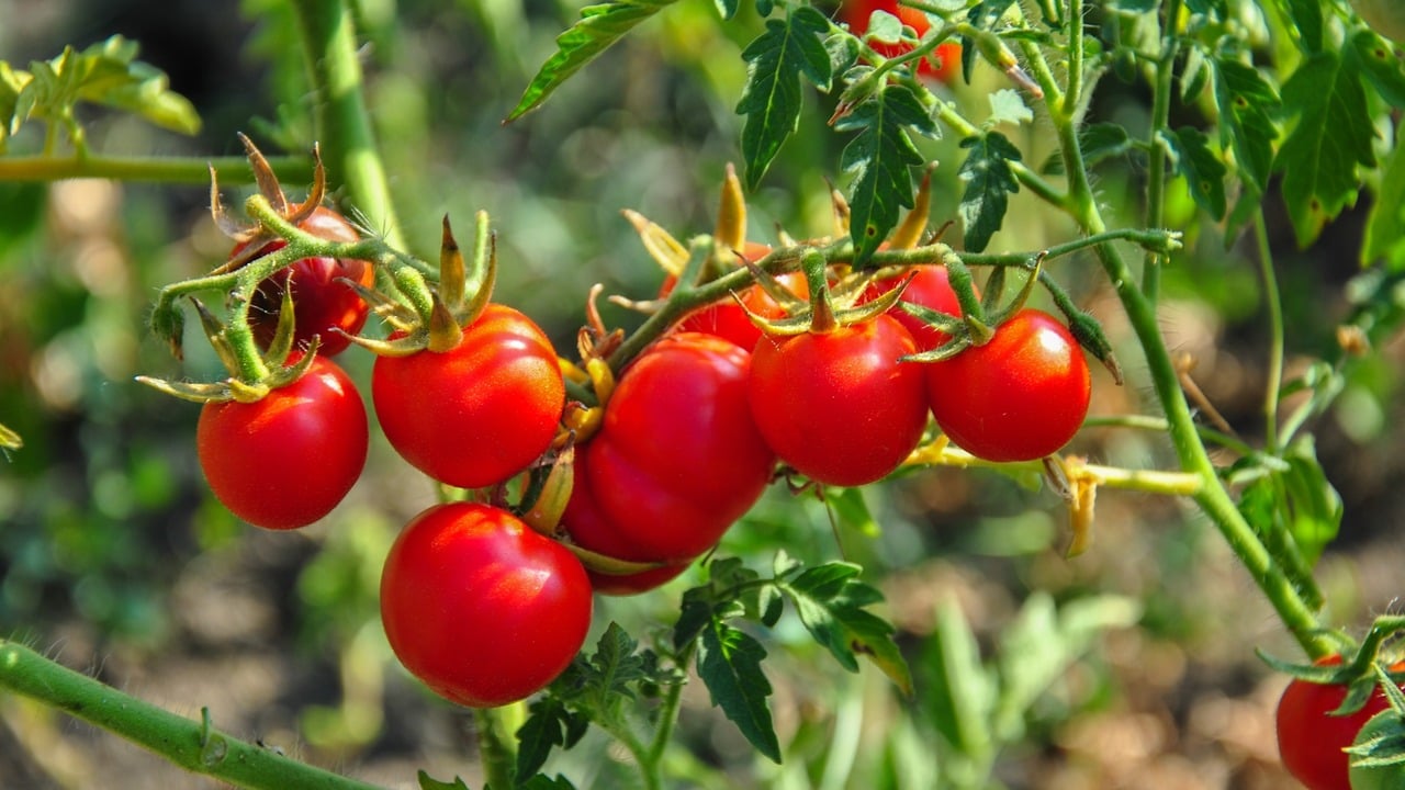 tomato plants