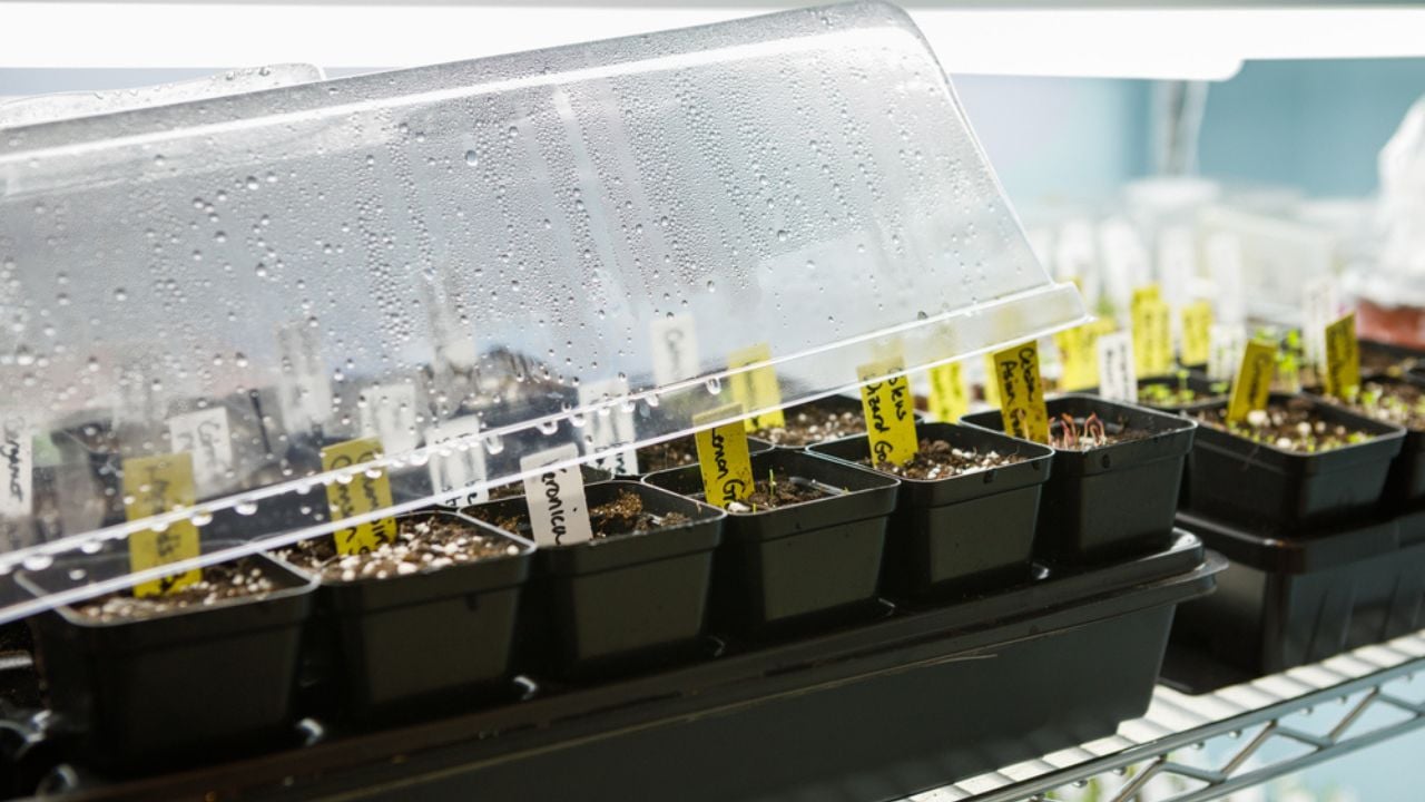 Tray of seed pots germinating under a humidity dome under LED grow lights indoors
