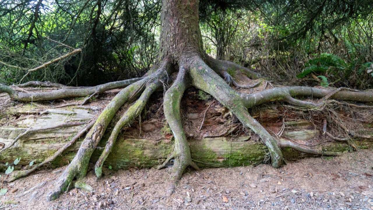 Tree with large, mossy roots, in the rain forest of Olympic National Park in Washington State USA