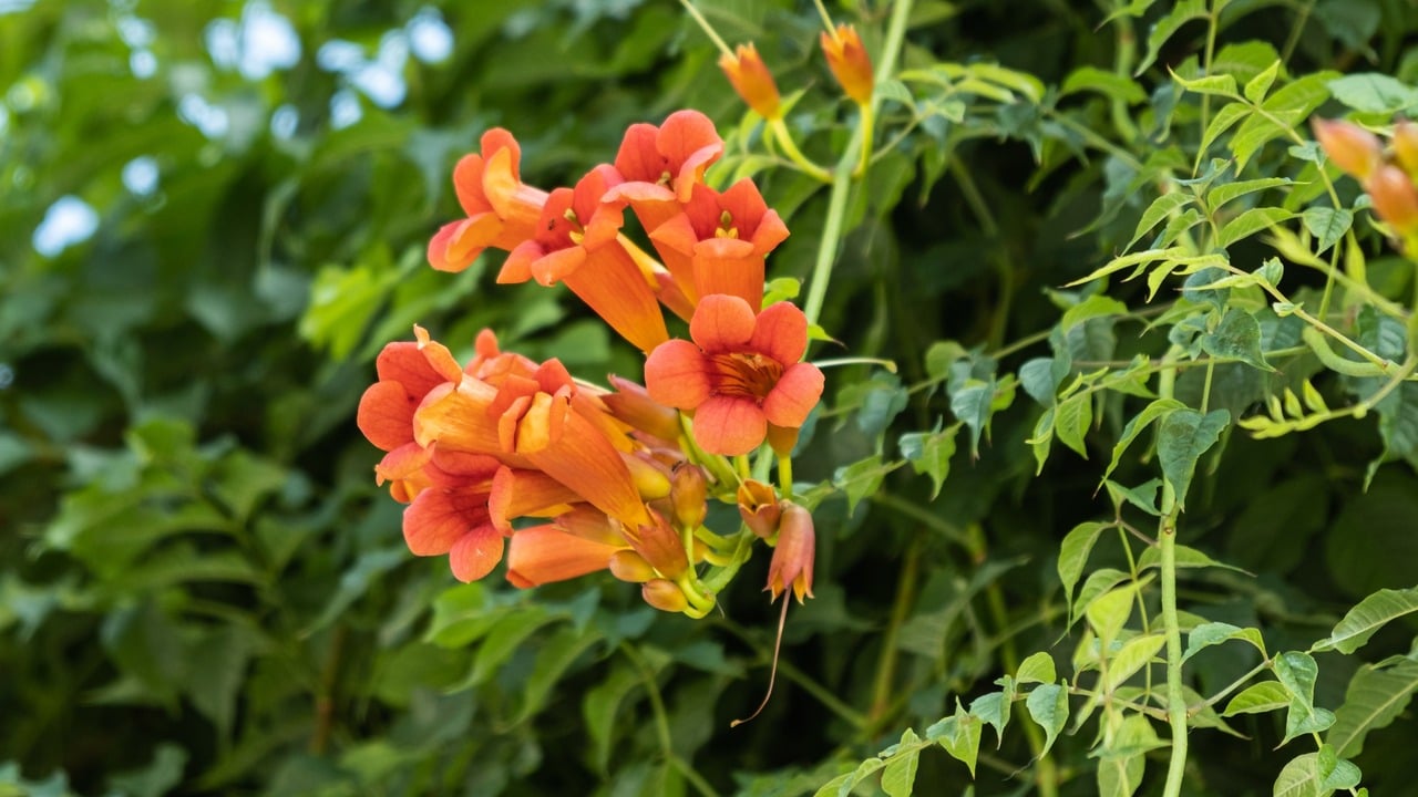 Close-up of trumpet vine (Campsis radicans) with details of flowers and foliage. This climbing plant is also called trumpet climber ou Virginian trumpet flower.