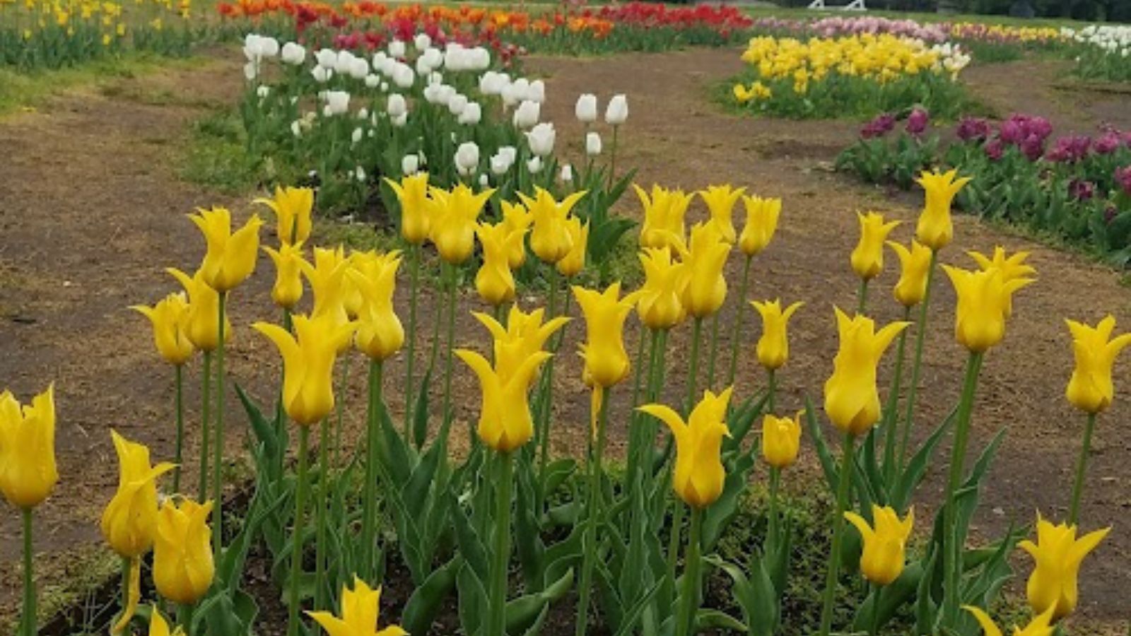a field of tulips: yellow in the foreground and white, red, and purple in the background.
