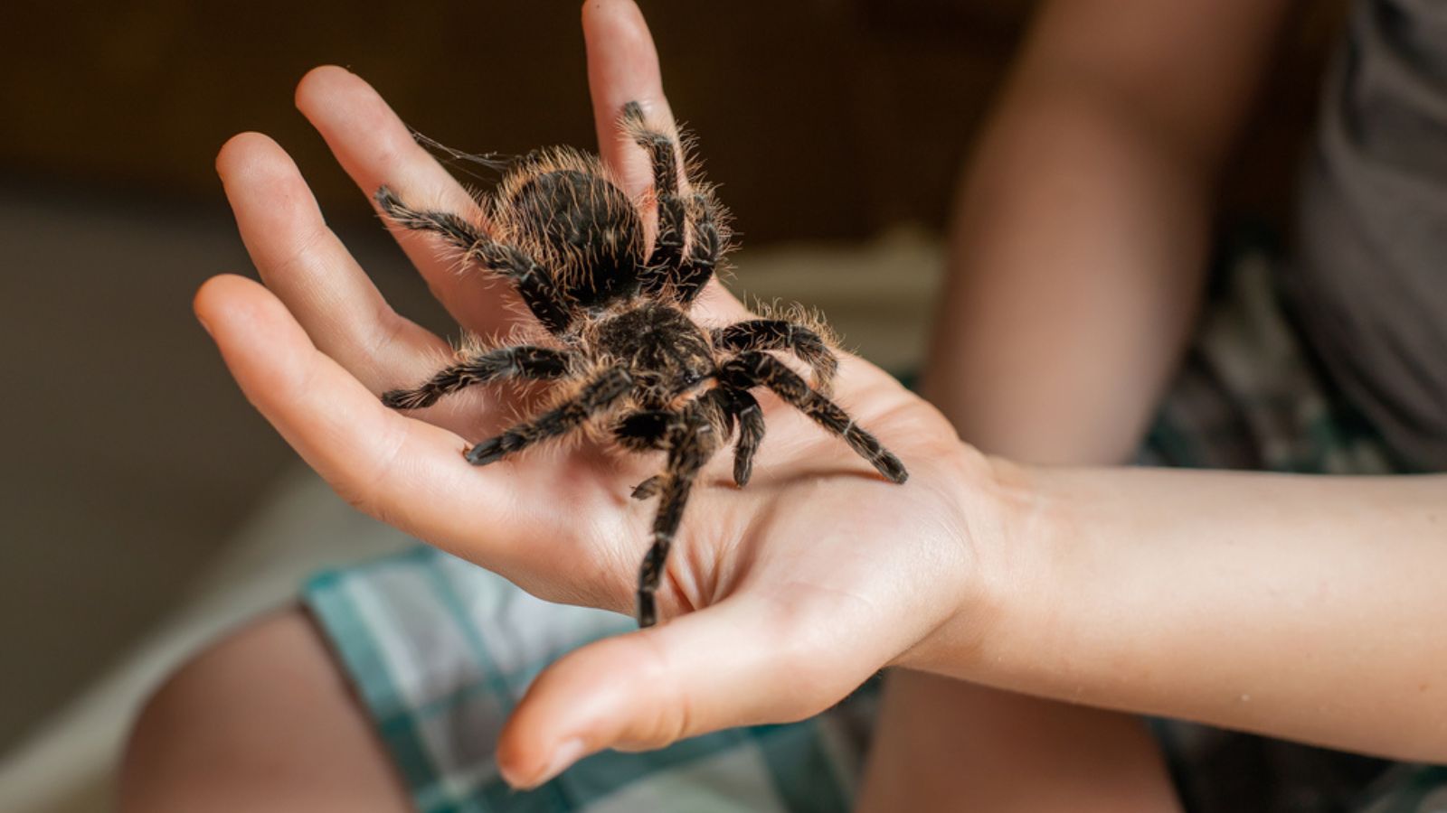 tarantula spider in someones hand