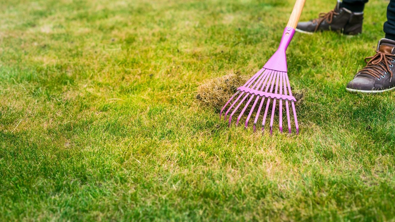 Cleaning up the grass with a rake. Aerating and scarifying the lawn in the garden. Improving the quality of the lawn by removing old grass and moss