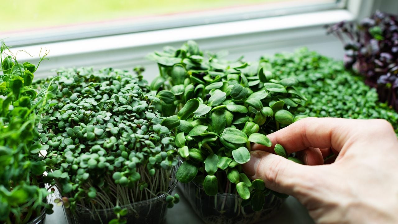 kitchen garden - microgreens growing on windowsill