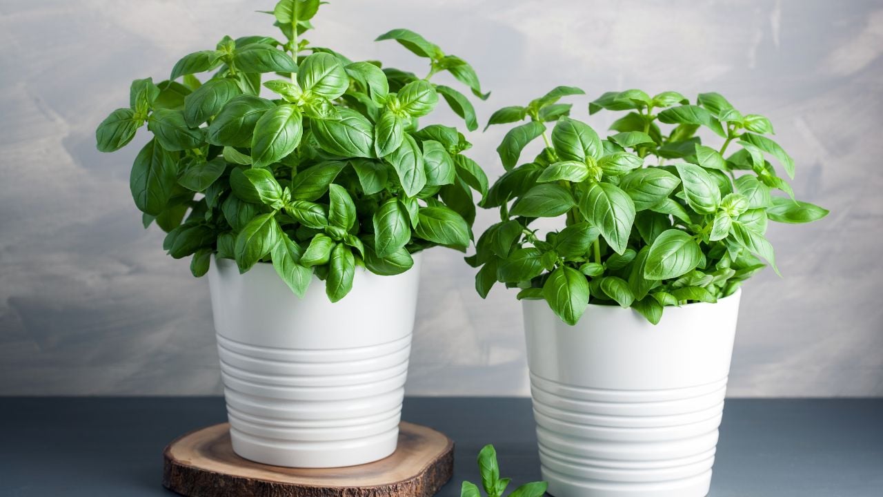 fresh basil herb in pot