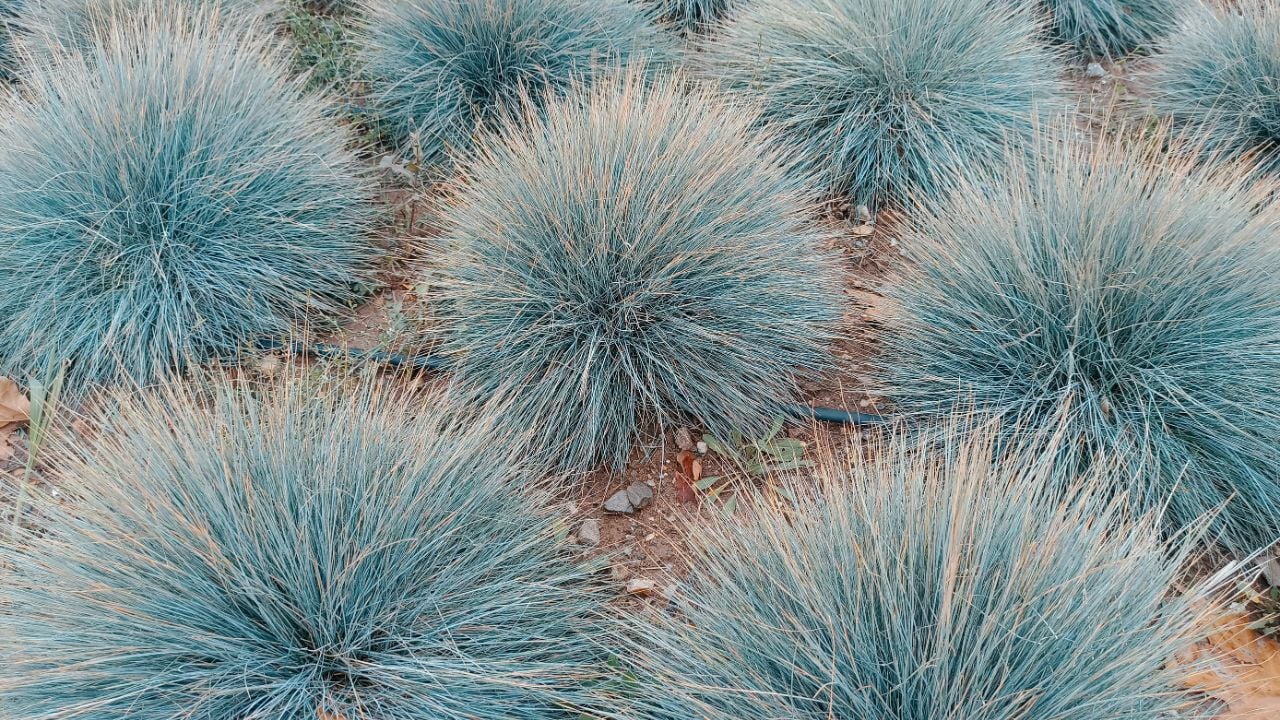 Blue Fescue, festuca glauca, blue oat grass, festuca ovina, ball fescue, ornamental grass 'Elijah Blue' - soft, powder blue, spiky leaves, grass background.