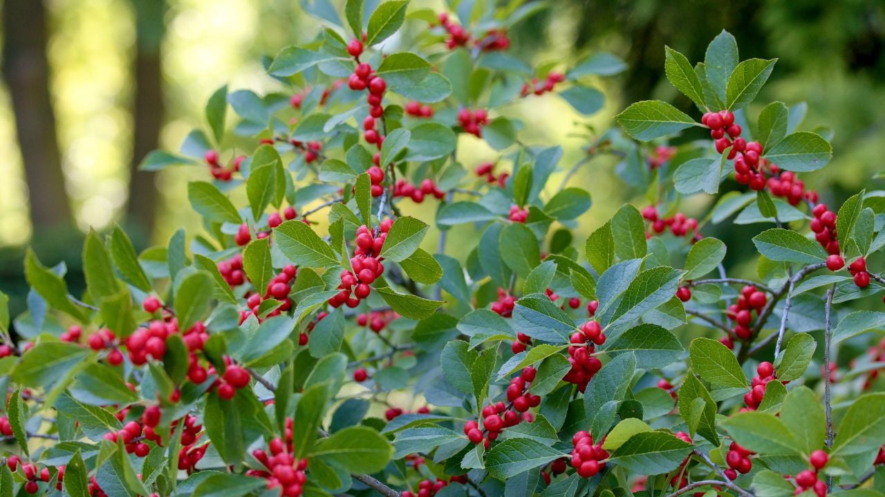 Ilex verticillata, the winterberry, is a species of holly native to eastern North America in the United States and southeast Canada, from Newfoundland west to Ontario and Minnesota, and south to Alaba