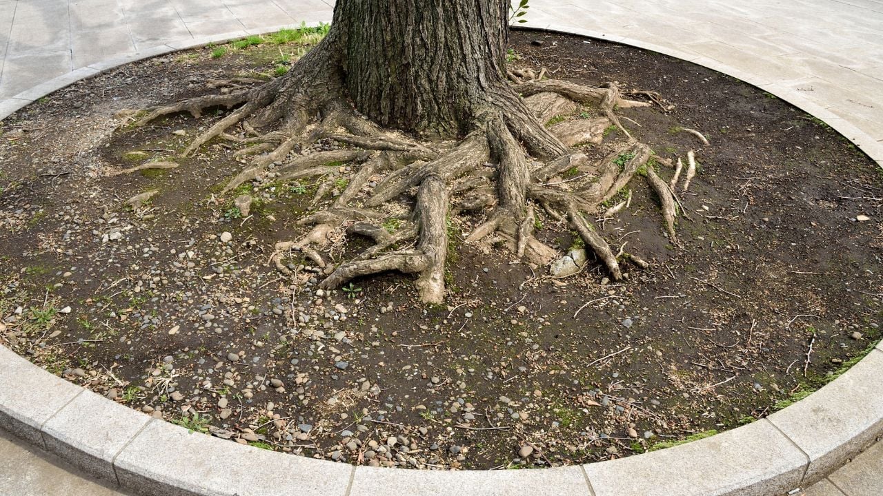 Branches of tree roots propagate around a main trunk of a tree.. Tree base ring