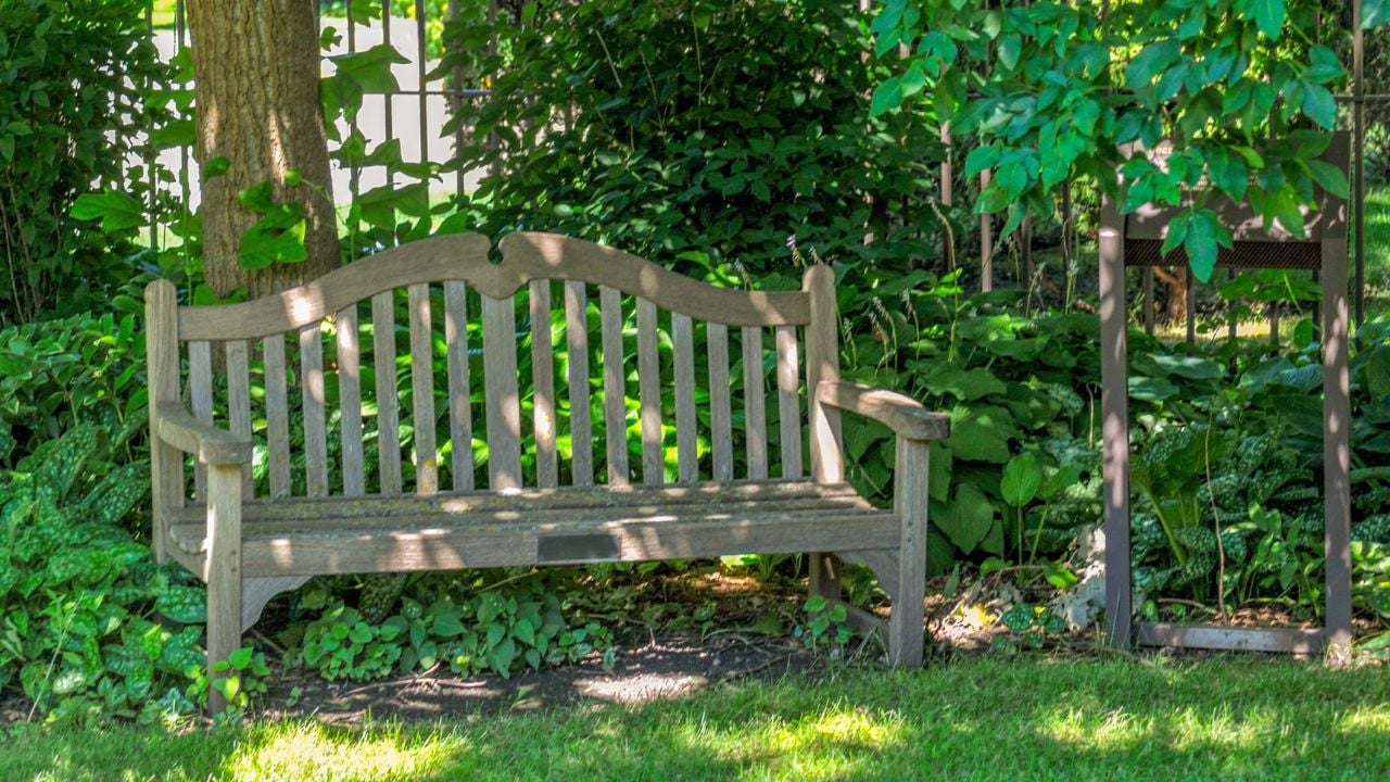 A wooden bench under a shade tree in the garden