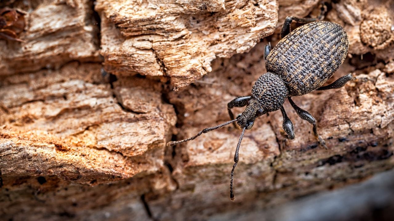The vine weevil is commonly known as the Black Vine Weevil and the adult is indeed matt black. This weevil attacks both roots as a grub and leaves at night as an adult and have a wide distribution.