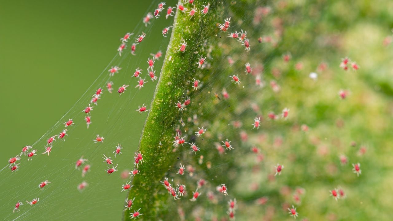 Red Spider Mites