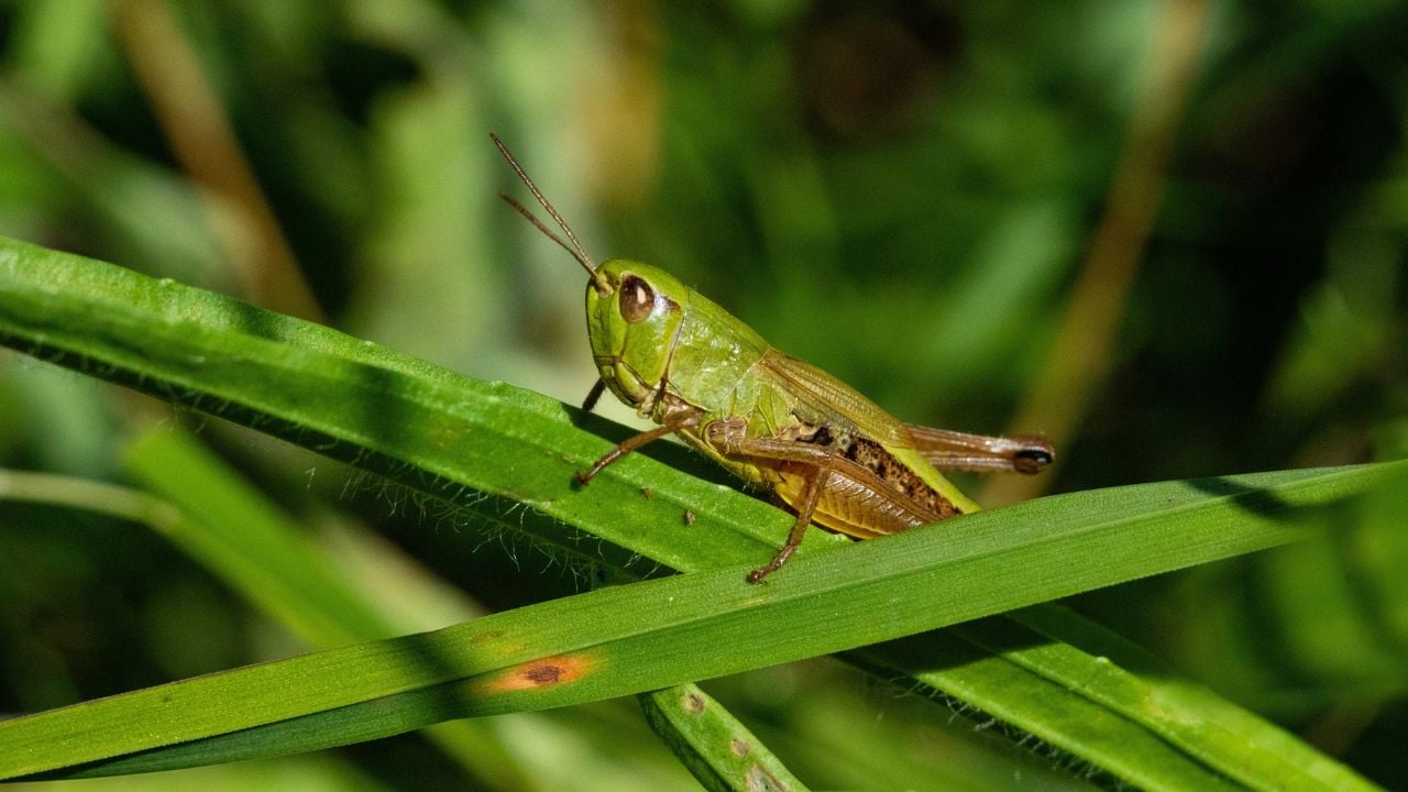 grasshopper. green grasshopper hiding in green grass