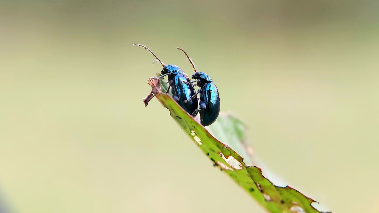 Macro photography of flea beetles or altica mating. flea beetles in the subfamily Galerucinae.