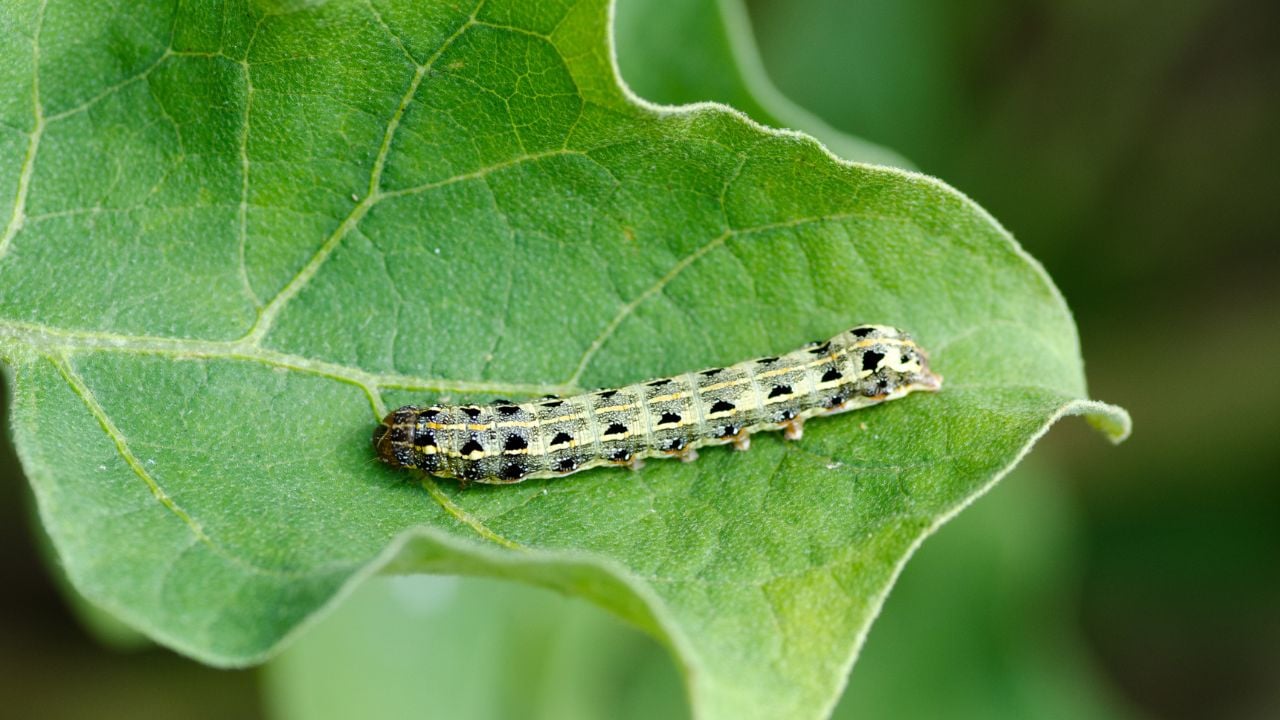 Common cutworm on eggplant, Insect pests