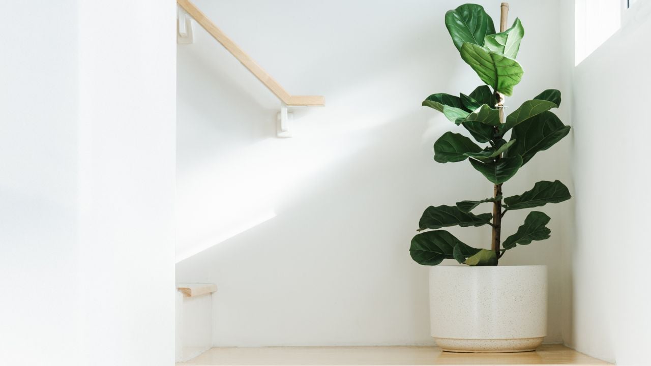 Fiddle Leaf Fig (Ficus Lyrata)